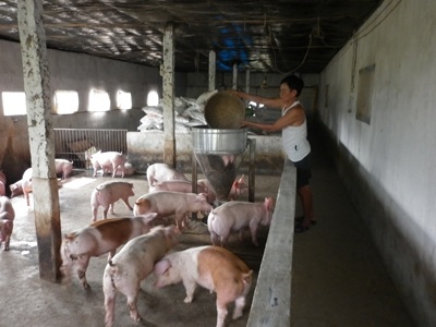 Sau một đêm, mất hàng trăm tỷ đồng - 1 Ngành thức ăn chăn nuôi sẽ gặp khó. Ảnh: Phạm Anh.