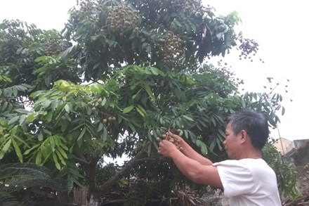 Cấp tập bán nhãn non vì lo... bội thu - 1 Ông Nguyễn Trí Cung phập phồng lo bên vườn nhãn hứa hẹn sai quả. Ảnh: D.H