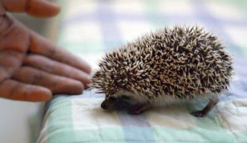 Mốt nuôi thú cưng tí hon tiền triệu - 6 Nhím kiểng có tên tiếng Anh là Hedgehog, nhím kiểng có xuất xứ châu Á, châu Âu, châu