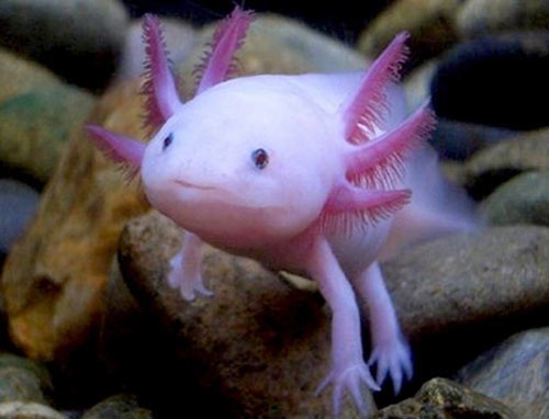Mốt nuôi thú cưng tí hon tiền triệu - 7 Nhím kiểng có tên tiếng Anh là Hedgehog, nhím kiểng có xuất xứ châu Á, châu Âu, châu