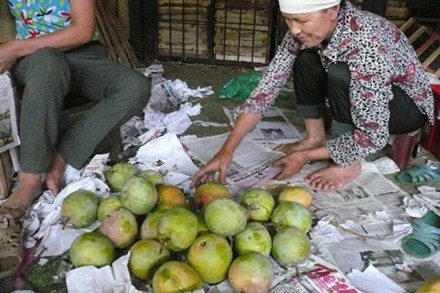 Nhập nhèm xoài, măng cụt Trung Quốc