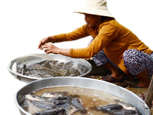 Chợ quê mùa nước nổi - 2 Sản vật mùa nước nổi ngày càng khan hiếm ở các chợ quê.