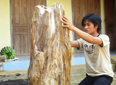 Những vật hóa thạch triệu đô tại Việt Nam - 3 Giám định niên đại, theo kết quả phân tích của Viện khảo cổ học Việt