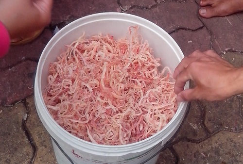 Một mẫu mực khô từng bị nghi làm bằng cao su