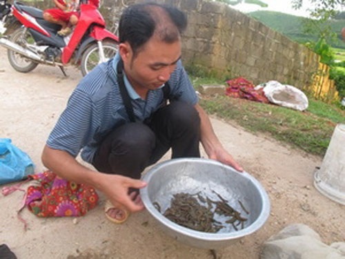 Tạo cơn sốt đỉa, lái buôn Trung Quốc lừa dân Việt - 1 Tạo cơn sốt đỉa, lái buôn Trung Quốc lừa dân Việt
