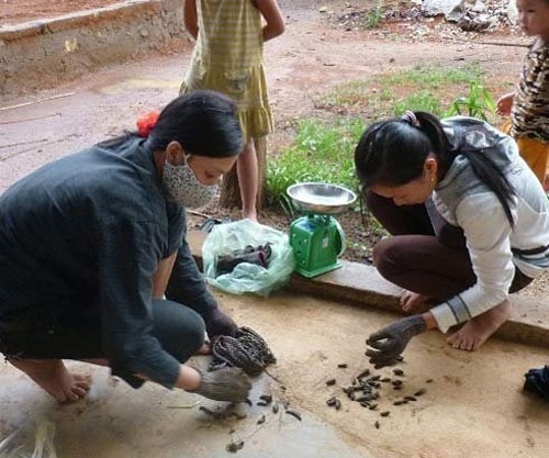Tạo cơn sốt đỉa, lái buôn Trung Quốc lừa dân Việt - 2 Thương lái Trung Quốc biến mất, người dân khóc ròng