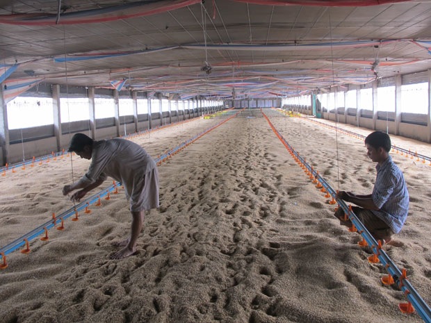 Nhiều trại gà công nghiệp ở các tỉnh miền Đông đang... không có con gà nào do người nuôi thua lỗ.