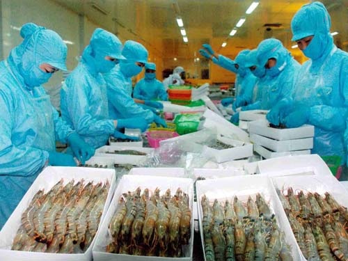 Xuất khẩu tôm khóc ròng - 1 Chế biến tôm xuất khẩu. Ảnh: Chính phủ