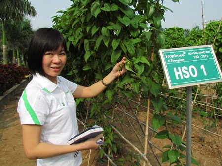 Vùng trồng Hoài Sơn trong dự án Greenplan của Traphaco.