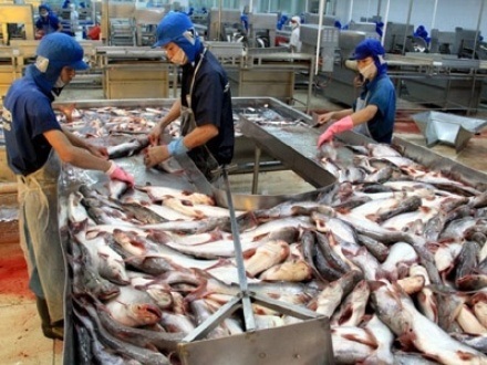VASEP phản đối Mỹ tăng thuế chống bán phá giá đối với cá tra Việt Nam - 1 Ngành chế biến cá tra xuất khẩu của Việt
