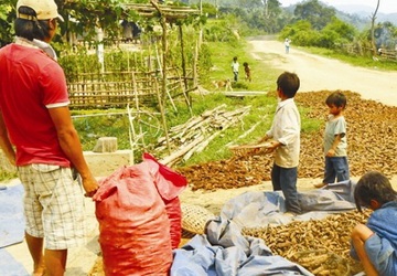 Vặt lá, chặt rễ cây bán cho thương lái Trung Quốc - 5 Vặt lá, chặt rễ cây bán cho thương lái Trung Quốc