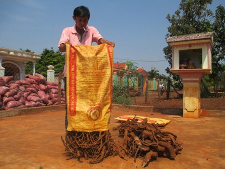 Vặt lá, chặt rễ cây bán cho thương lái Trung Quốc - 4 Vặt lá, chặt rễ cây bán cho thương lái Trung Quốc