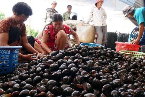 3 kg thóc rẻ 1 kg ốc: Nông dân bỏ ruộng - 1 3 kg thóc rẻ 1 kg ốc: Nông dân bỏ ruộng
