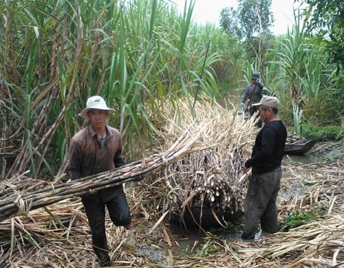 Mùa mía… đắng - 1 Nông dân xã Tân Phước Hưng, huyện Phụng Hiệp, tỉnh Hậu Giang thu hoạch mía bán cho thương lái