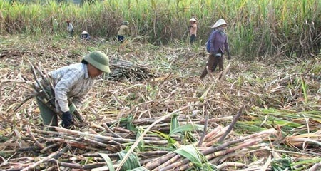 Sốc nặng với độc chiêu giá rẻ của bầu Đức - 1 Bán phá giá giá đường hay cách tiêu thụ đường thông minh của bầu Đức (ảnh minh họa)?