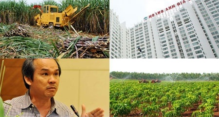 Sốc nặng với độc chiêu giá rẻ của bầu Đức - 2 Trong giai đoạn này, mía đường