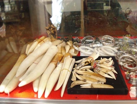 Thú chơi móng vuốt ngàn đô của đại gia - 3 Ngà voi và nanh vuốt của các loài mãnh thú được bày la liệt trong những chiếc tủ kính.