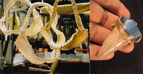 Thú chơi móng vuốt ngàn đô của đại gia - 4 Hàm cá mập và nanh mập bọc bạc khổng lồ mà ông Xuân đang sở hữu.