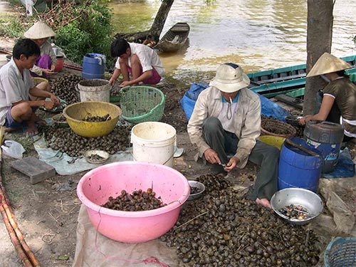 Đổ xô mua ốc bươu vàng bán cho thương lái Trung Quốc - 1 Nhiều hộ dân ở ĐBSCL bắt ốc bươu vàng để cung cấp cho các thương lái Trung Quốc