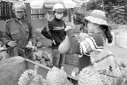 Cận cảnh làm chín sầu riêng bằng... phân bón - 1 Ít ai biết rằng, những quả sầu riêng này chín nhanh nhờ... hóa chất. Ảnh: Đ.T.K