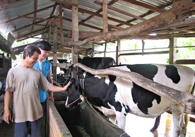Quả ngọt sau 17 năm đầu tư cho sữa tươi đạt “chuẩn” - 2 Nông dân bên trại bò sữa của mình (Củ Chi)