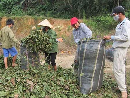Gom lá cò ke bán qua Trung Quốc - 1 Một điểm thu gom lá cò ke bán cho các thương lái ở xã Chi Khê, huyện Con Cuông, tỉnh Nghệ An
