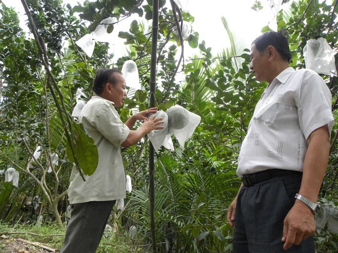 Về miền Tây gặp “vua” bưởi da xanh - 1 Ông Vân chia sẻ kinh nghiệm trồng và chăm sóc bưởi da xanh ruột hồng, không hạt.