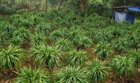 Một góc vườn hoa địa lan Trần Mộng Sa Pa của gia đình ông Nguyễn Văn Minh.