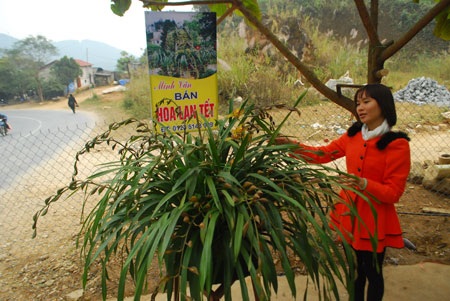 Bỏ hàng chục triệu đồng “săn” địa lan Sa Pa chơi Tết