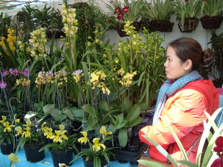 Địa lan nở sớm ở Đà Lạt: Hoa cười, người khóc - 1 Địa lan nở sớm vừa được trưng bày vừa được bán tháo ở phiên chợ hoa Đà Lạt sáng 29/12.