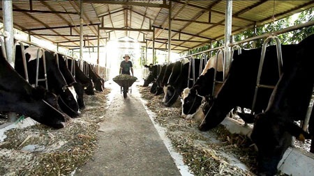 Đi tìm “chuẩn” cho sữa tươi Việt - 1 Đi tìm “chuẩn” cho sữa tươi Việt