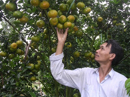 Nhà vườn chạy đua với Tết - 1 Quýt hồng Lai Vung được nhà vườn chuẩn bị phục vụ thị trường Tết