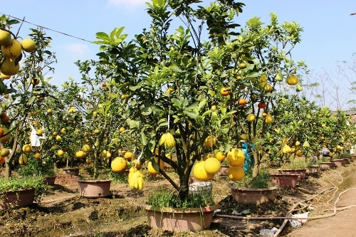 Khám phá vườn cây “ngũ quả” của lão nông đất Hà thành - 3 Vườn cây ngũ quả độc đáo của ông Giáp