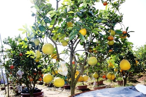 Khám phá vườn cây “ngũ quả” của lão nông đất Hà thành - 6 Cây ngũ quả đủ màu sắc, mang nhiều ý nghĩa trong dịp Tết đến xuân về