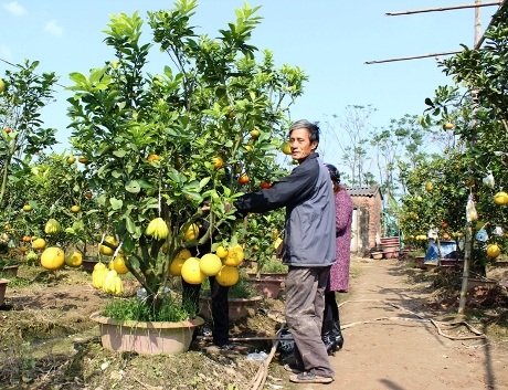 Khám phá vườn cây “ngũ quả” của lão nông đất Hà thành - 7 Giá cây này được bán với giá gần 20 triệu đồng