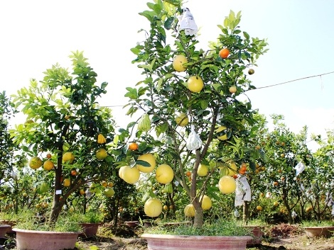 Khám phá vườn cây “ngũ quả” của lão nông đất Hà thành - 11 Quả phật thủ sẽ được chín đúng vào dịp tết