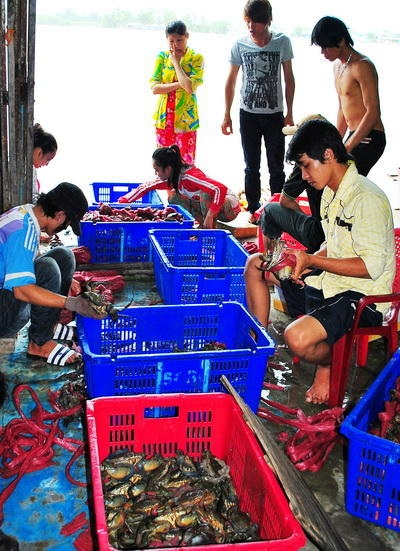 Thương lái Trung Quốc hóa du khách mua cua biển - 1 Thương lái Trung Quốc hóa du khách mua cua biển
