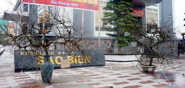 Ngắm cặp đào phai có giá hàng trăm triệu ở đất Cảng