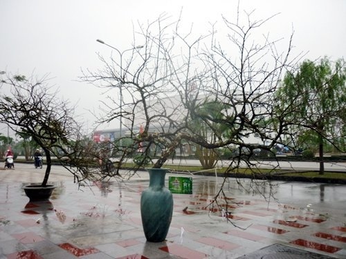 Ngắm cặp đào phai có giá hàng trăm triệu ở đất Cảng