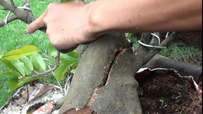 Mánh khóe làm mai “đểu” - 1 Mánh khóe làm mai “đểu”