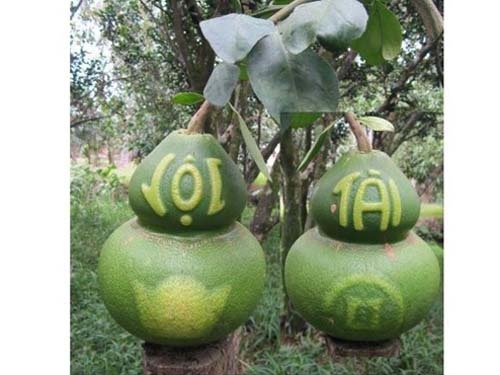 Chưa Tết, bưởi hồ lô đã “cháy” hàng - 1 Bưởi hồ lô mẫu mới chỉ đưa ra thị trường khoảng 50 cặp nên các công ty tranh giành nhau đặt hàng