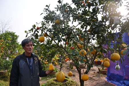 Ông Giáp bên vườn cây 5 quả, 7 quả của mình