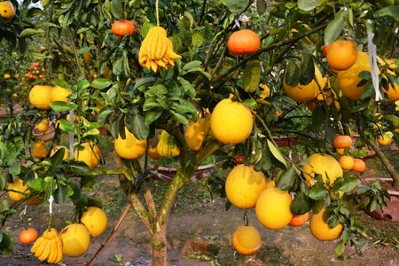 Cận cảnh 1 cây 5 quả trong vườn