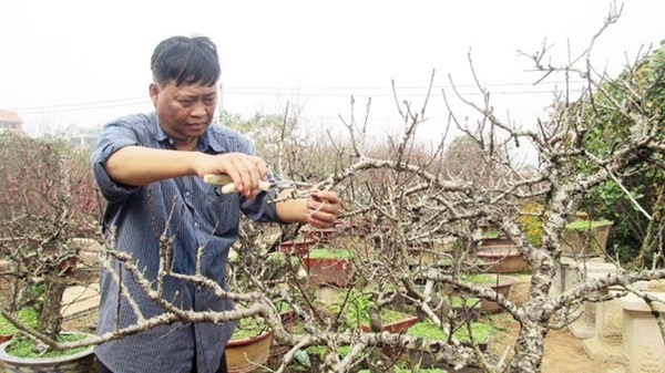 Ông Hà, thợ làm vườn tại nhà vườn Lê Hàm cắt tỉa đào Thất Thốn.