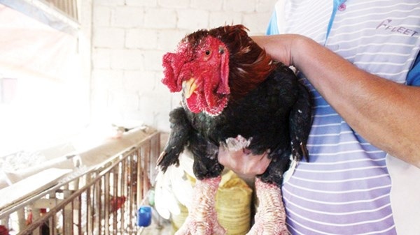 Bỏ tiền triệu mua gà Đông Tảo ăn Tết.