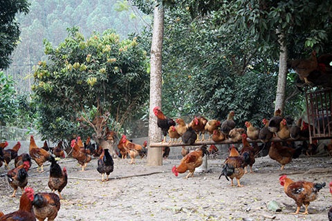 Gà lậu, gà thải Trung Quốc "bức tử" gà Yên Thế - 2 Không ít gia đình ở Yên Thế đã phải cắt giảm số lượng đàn gà của mình vì giá quá thấp