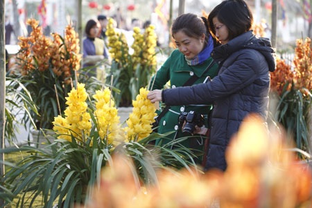 Đặc trưng của Tết không thể thiếu là sắc đào tươi thắm, sứ giả của mùa xuân…