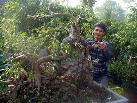 Nghề cắt lá... ra tiền và những nhát kéo tiền triệu - 1 Anh Nguyễn Ngọc Sơn chỉnh sửa một cây sanh theo thế long chầu.