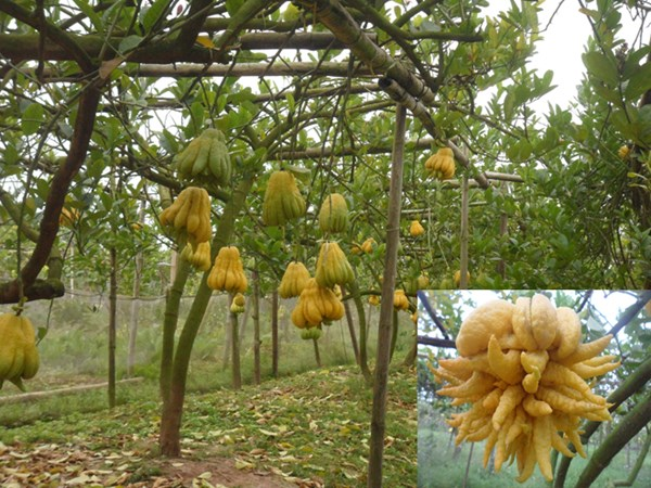Một vườn Phật thủ (ảnh lớn), quả Phật thủ này có giá 2 triệu đồng (ảnh nhỏ).