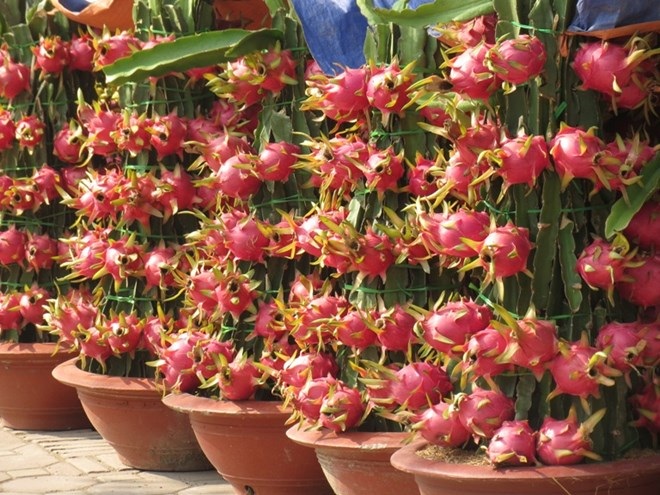 Thanh long “lộc phát” giá hàng triệu đồng hút hàng